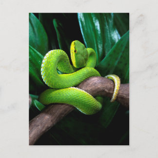 Carte Postale Pitviper de bambou à queue rouge