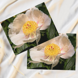 Carte Postale Pivoine blanche chinoise