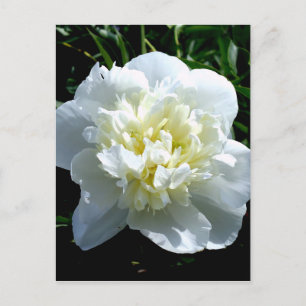 Carte Postale Pivoine blanche élégante photo de fleur blanche