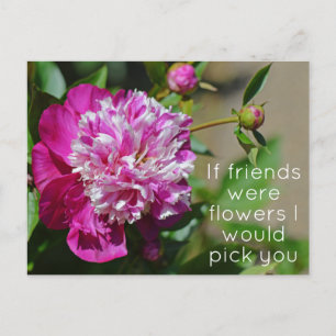 Carte Postale Pivoine de cottage rose Fleur Pun