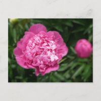 Pivoine rose