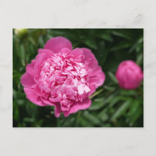 Carte Postale Pivoine rose
