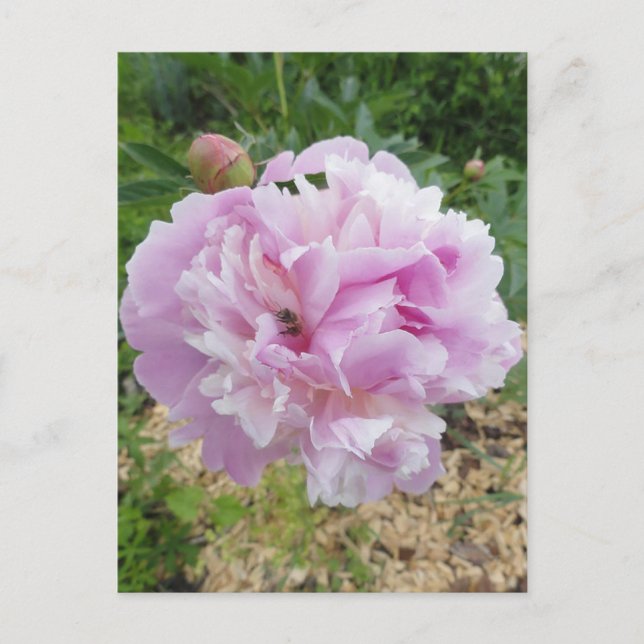 Carte Postale Pivoine Rose Pastel et Abeille à Miel (Devant)