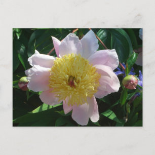 Carte Postale Pivoines roses et jaunes Belle flore