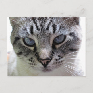 Carte Postale Pixie vers le haut