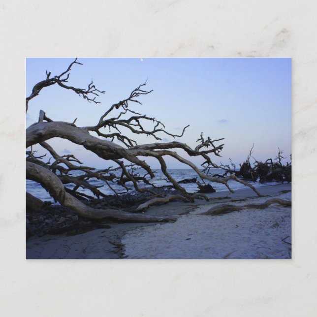 Carte Postale Plage de Driftwood (Devant)