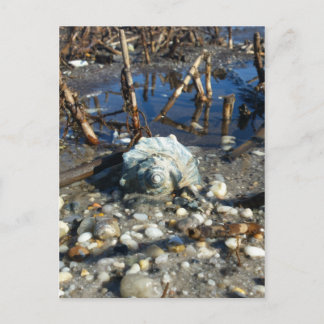 Carte Postale Plage de galets 2