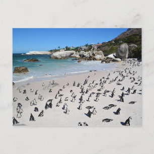 Carte Postale Plage de Penguins Boulders   Afrique du Sud