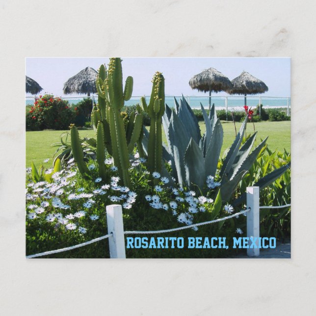 Carte Postale Plage de Rosarito, Mexique (Cactus) (Devant)