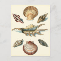 Plage de Shell soignée