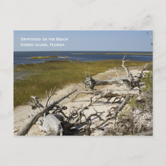 Carte postale Plage Driftwood