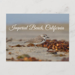 Carte Postale Plage impériale de Plover et d'algues, Californie