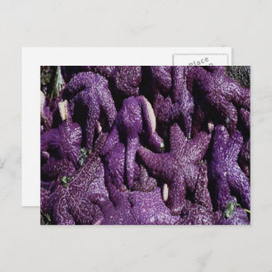 Carte Postale Plage Rocky de Starfish violet
