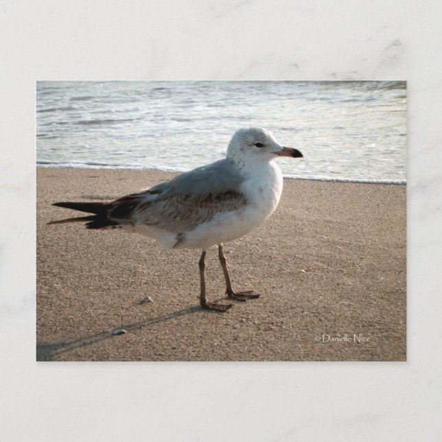 Carte postale Plage Seagull (Devant)