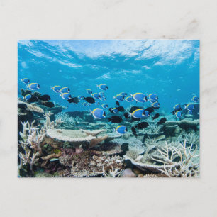 Carte Postale Plages tropicales   Esturgeon Parmi le corail
