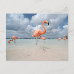 Carte Postale Plages tropicales   Flamants roses Beach, Aruba