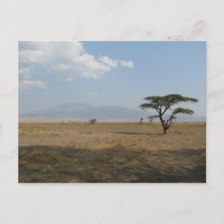 Carte Postale Plaines du Serengeti