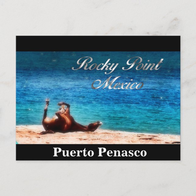 Carte Postale Plaisir Au Soleil (Devant)