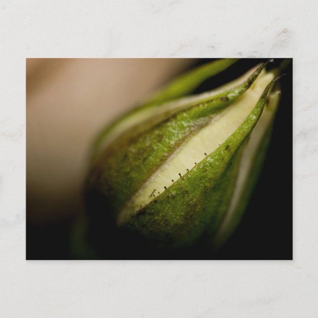 Carte Postale Plan rapproché de Rosebud (macro) (Devant)