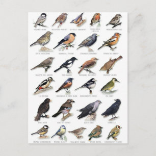Carte Postale Planche