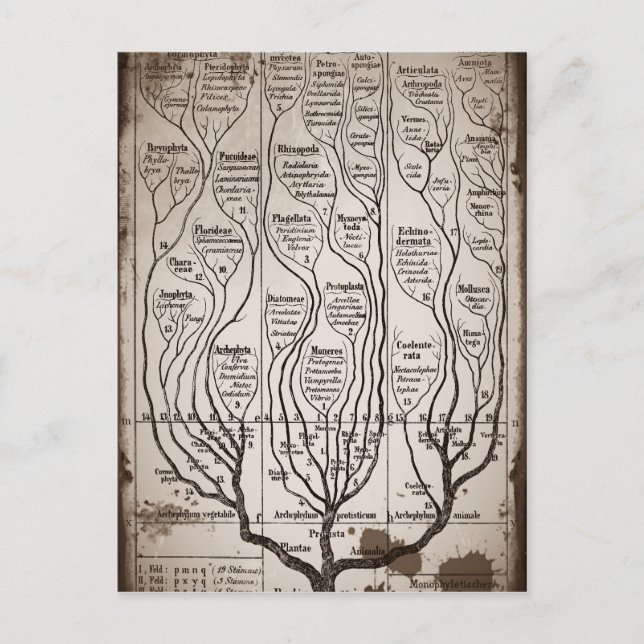 Carte Postale Plantae Protista Animalia (Devant)