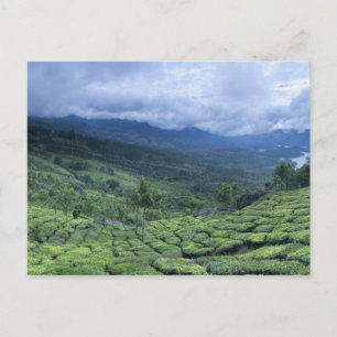 Carte Postale plantation de thé 2 Kerala Etat Inde