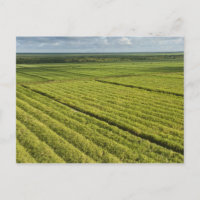 Plantations de canne à sucre, Guyana