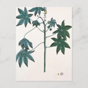 Carte Postale Plante à huile de ricin, ch.1801-4