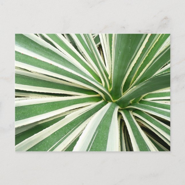 Carte Postale Plante Agave Vert et blanc rayé (Devant)