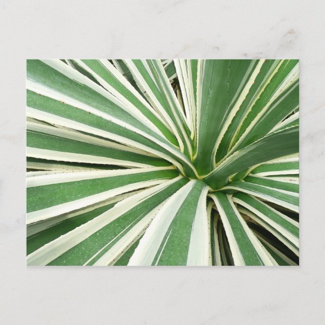 Carte Postale Plante Agave Vert et blanc rayé (Devant)
