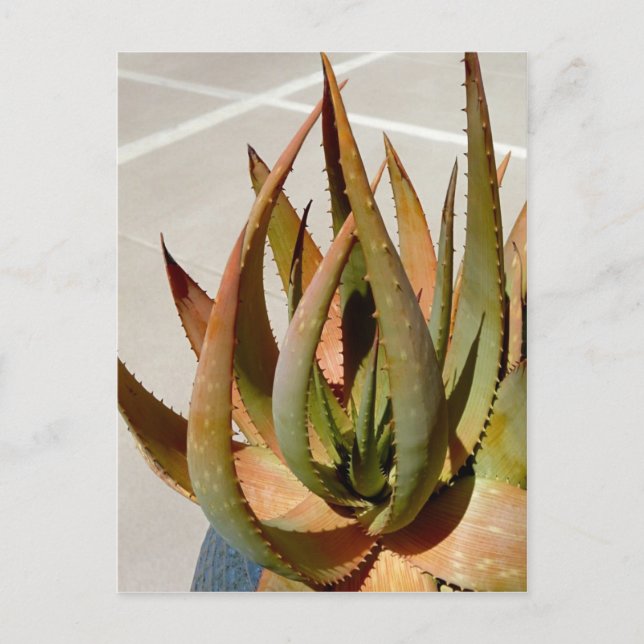 Carte postale plante Aloe (Devant)