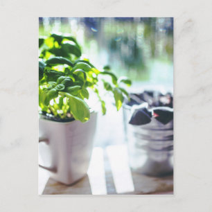 Carte Postale Plante Basil