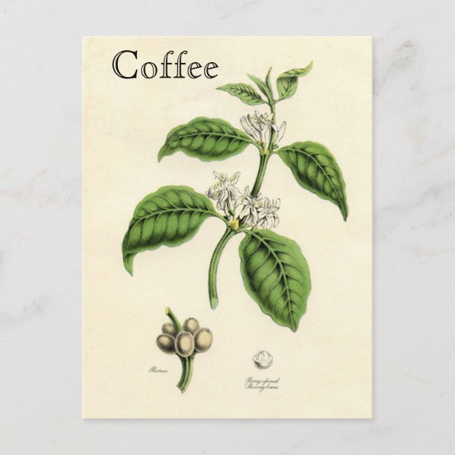 Carte Postale Plante café vintage (Devant)