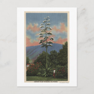 Carte Postale Plante californien en fleurs