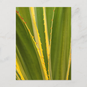 Carte Postale Plante d'Agave Abstrait