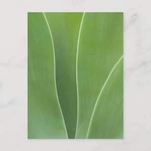 Carte Postale Plante d'Agave de près