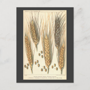 Carte Postale Plante de blé résistant à la sécheresse, Agricultu