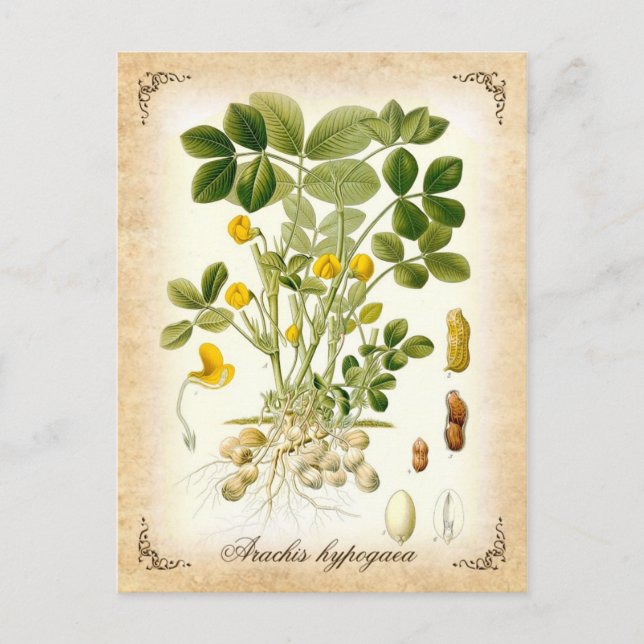 Carte Postale Plante de cacahuètes - illustration vintage (Devant)