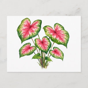 Carte Postale Plante de Caladium Rose Vibrant Aquarelle