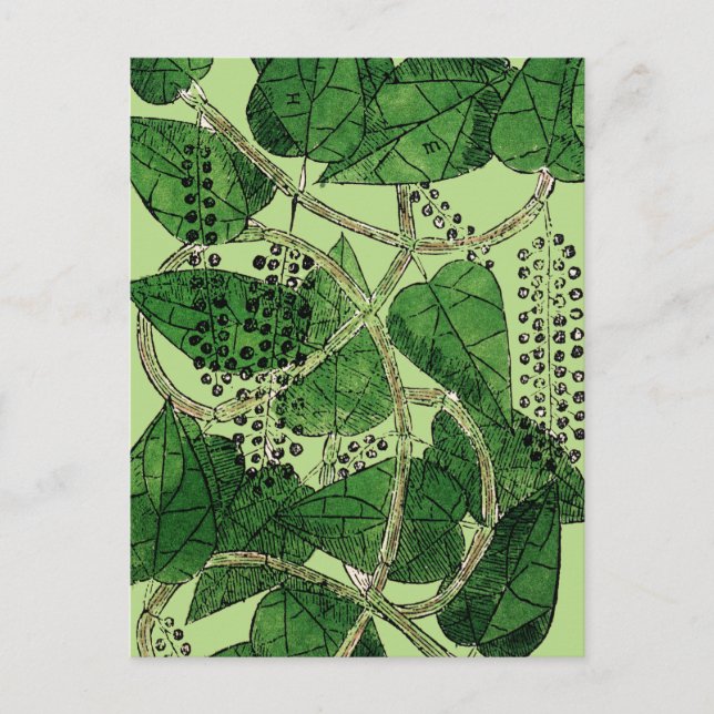 Carte Postale Plante de poivre noir, 1578 (Devant)