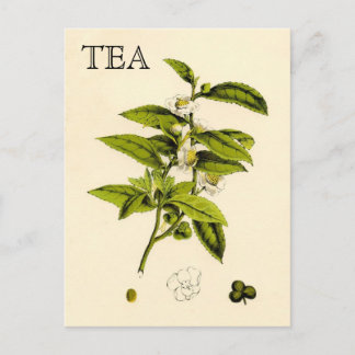 Carte Postale Plante de thé vintage