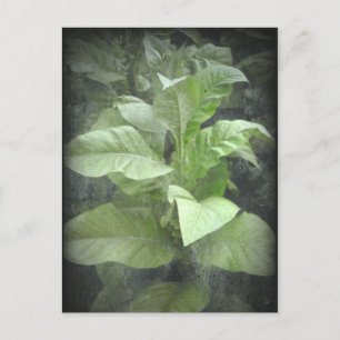 Carte postale Plante du tabac