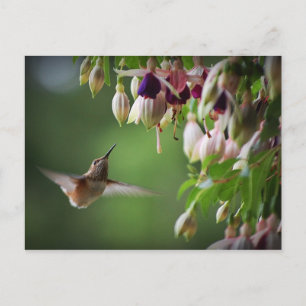 Carte Postale Plante Fleur Fushia Colibri