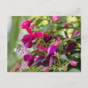 Carte Postale Plante Fuchsia