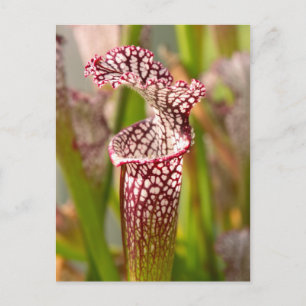 Carte Postale Plante - Jolie comme une népenthès