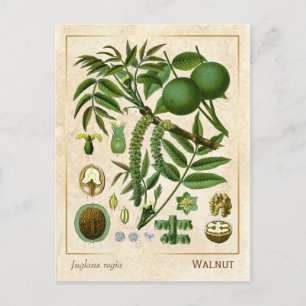 Carte Postale Plante médicinal vintage Arbre à noix Botanique