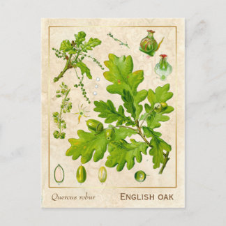 Carte Postale Plante médicinal vintage English Botanique de chên
