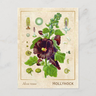 Carte Postale Plante médicinal Vintage Hollyhock Flower Botanica