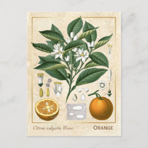 Carte Postale Plante médicinal vintage Orange Fruit Botanique