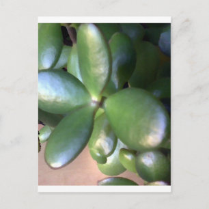 Carte Postale Plante monétaire